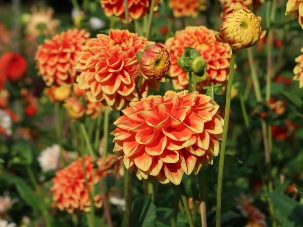 Élégance Artisanale : Transformez Votre Noël avec des Décorations Uniques et Sur-Mesure !